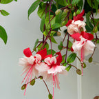 2 Fuchsia Plants Live, Gold and Red Foliage, 6-12 Inch Tall, Autumnale Variety, Trailing Flowering Plant, Ideal for Hanging Baskets