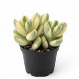 Live Succulent Plant, Variegated Bear Paws in 4" Pot, Vigorous Potted Cotyledon Tomentosa, Low Maintenance Plant for Home Office & Desk Decor