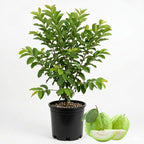 (No Ship to CA,HI,AK) Guava Tree Live Plant - Thai White Guava, 3 Gallon Pot, 2-3 Feet Tall, Tropical Fruit Tree Live Plants for Backyard and Large Containers