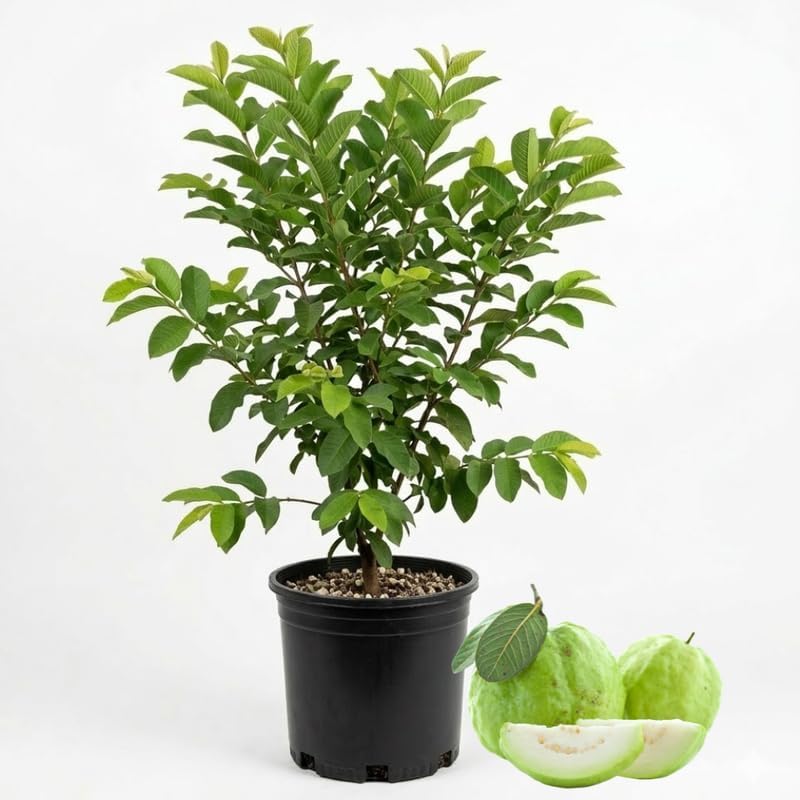 (No Ship to CA,HI,AK) Guava Tree Live Plant - Thai White Guava, 3 Gallon Pot, 2-3 Feet Tall, Tropical Fruit Tree Live Plants for Backyard and Large Containers