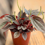 2 Peperomia Live Plant, Peperomia ‘Rosso’, 4 Inch Pot Size, Low Maintenance Indoor Plant, Unique Red Underside Leaf Plant for Bright Indirect Light