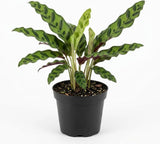 Calathea Rattlesnake Live Houseplant, 4 Inch Pot, Sturdy Low Maintenance Pet-Friendly Plant with Patterned Foliage for Home & Office Decor