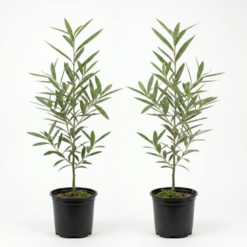 2 Willow Oak Tree Plant, Quercus Phellos Starter Tree, 12-18 Inch Tall in Quart Pot, Vigorous Growth Habit with Yellow Autumn Foliage