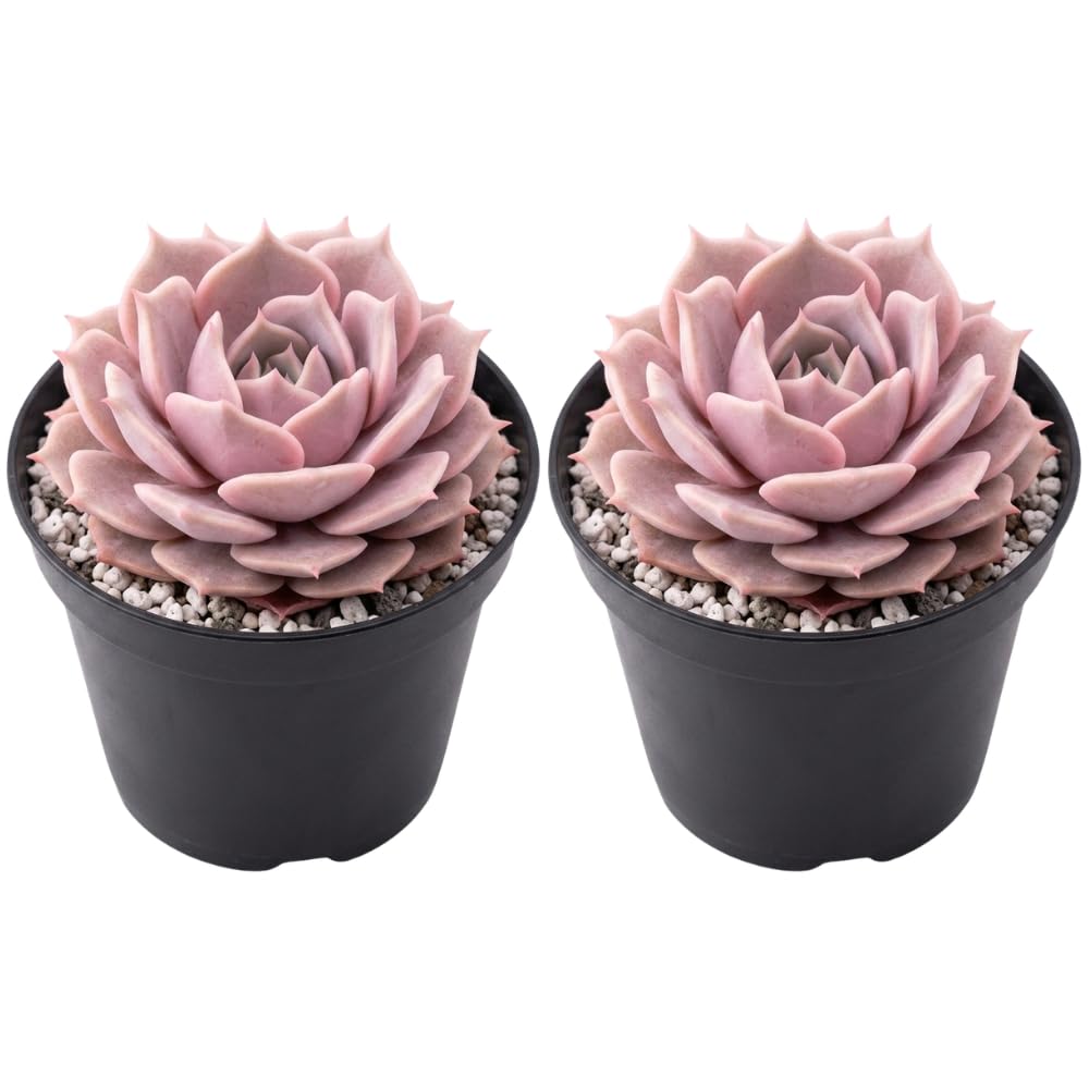 2 Echeveria Chroma Succulent Plants Live, 2 Inch Pot, Rare Live Succulent, Easy Care, Vibrant Color Indoor Houseplant for Home, Office Décor, Small Spaces & Gifts
