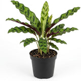 Calathea Rattlesnake Plant, 4 Inch Pot, Stunning Prayer Plant for Home Décor, Robust Pet-Friendly Houseplant, Easy to Care Pet-Friendly Décor