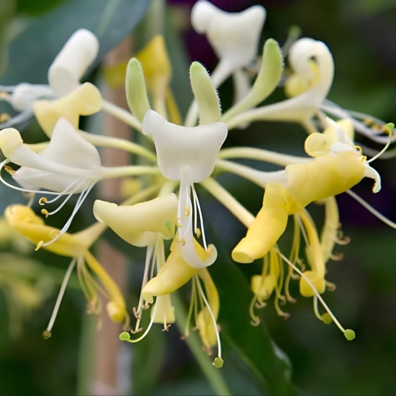 2 Live Honeysuckle Plants | 8–12 Inch Rooted Cutting Size | Fragrant Flowering Shrubs for Outdoor Gardens, Fences, and Walkways