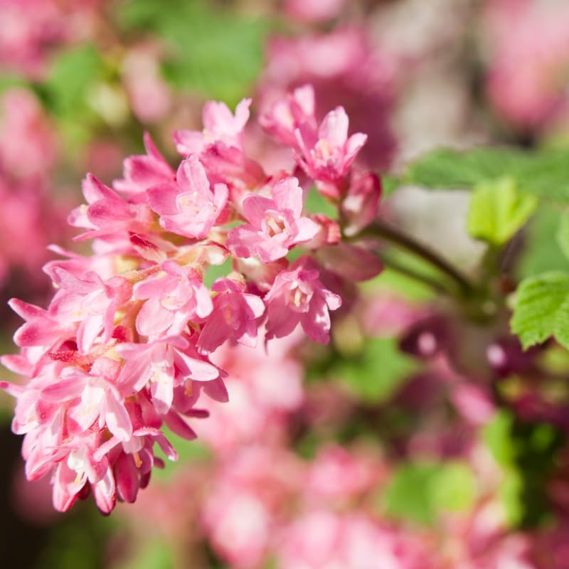 Pink Flowering Currant Plant, Well-Rooted 7" Starter, Cold-Hardy Ribes Sanguineum for Sunny Landscapes