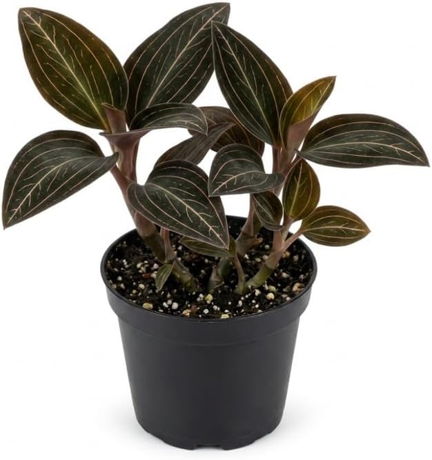 Black Orchid Live Plant, Jewel Orchid Ludisia Discolor Live Plant, 2.5 Inch Pot, Sturdy Low Light Adaptable Indoor Houseplant with Velvety Striped Leaves