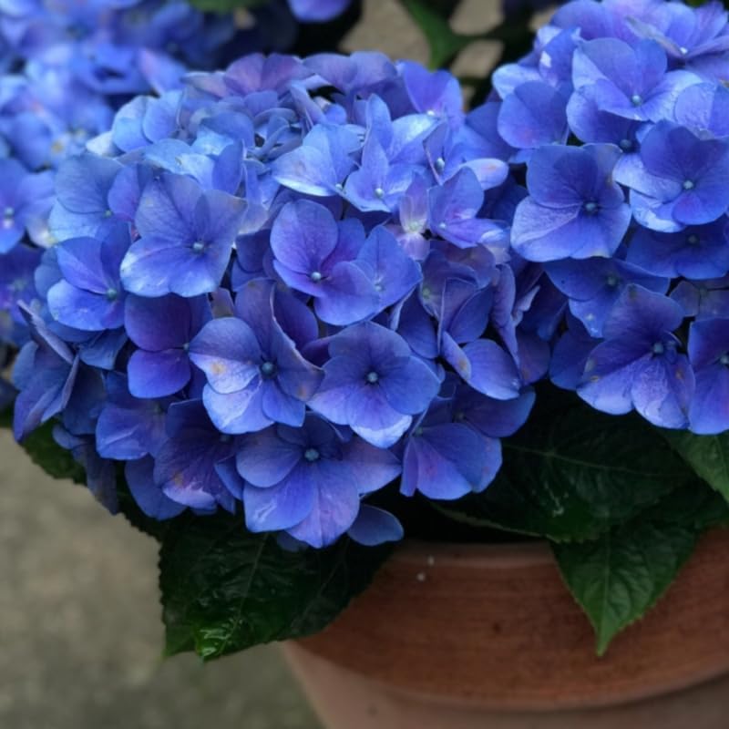 2 Blue Hydrangea Live Plants | 6-18 Inch Bare Root Rooted Cuttings | Large Flowering Deciduous Shrub for Backyard Garden and Landscape