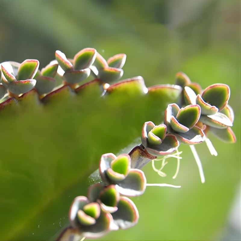 Kalanchoe Mother of Thousands Plant Live in 2" Inch Pot | Ideal Succulent for Indoor & Outdoor Garden| Low-Maintenance Houseplant for Home & Desk