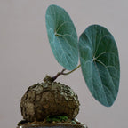 Stephania Cephalantha Caudex Live Plant in 3.5 – 4" Inch Pot | Beginner-Friendly Indoor Plant | Enhances Minimalist & Interiors | Thoughtful Gift for Plant Fans