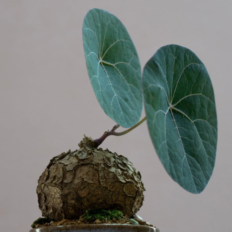 Stephania Cephalantha Caudex Live Plant in 3.5 – 4" Inch Pot | Beginner-Friendly Indoor Plant | Enhances Minimalist & Interiors | Thoughtful Gift for Plant Fans