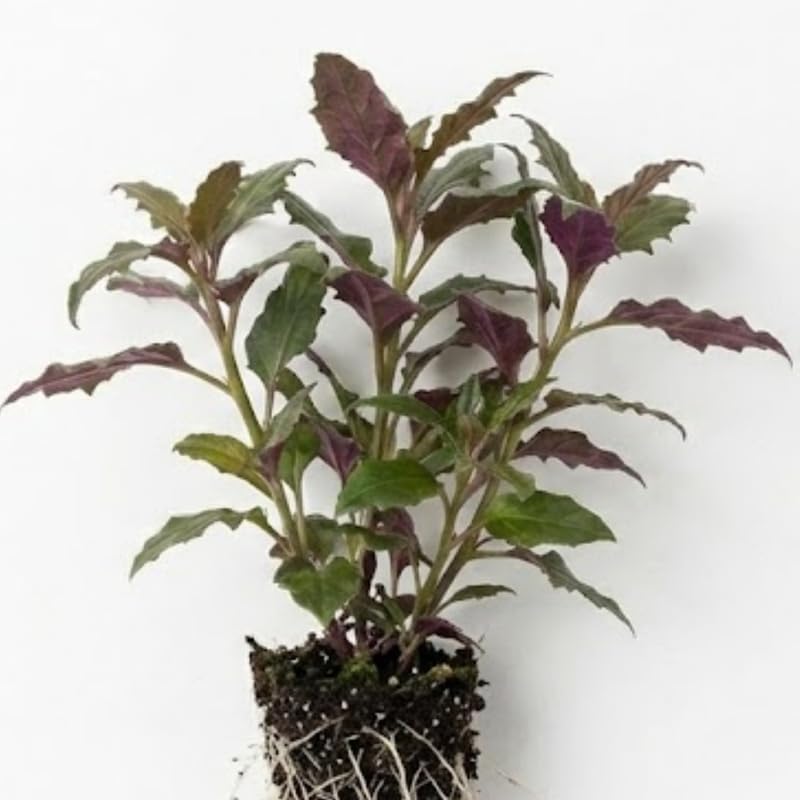 Okinawa Spinach Live Plant, 12-24 Inch Tall, Well-Rooted Bare Root Starter, Gynura Bicolor Edible Perennial for Home Garden and Pots