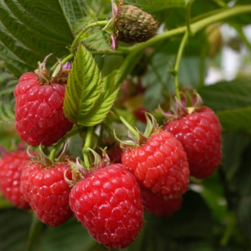 2 Red Raspberries Plants, 3 Inch Bare Root Seedling, Low Maintenance Fruit Bearing Shrub, Robust Well-Rooted Starter Shrub