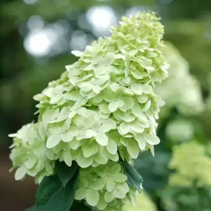 Limelight Hydrangea Live Plant in Quart Pot | Established Paniculata Flowering Shrub | Ready to Plant Deciduous Shrub for Backyard and Patio