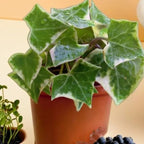 Glacier English Ivy Live Plant in 4 Inch Pot | Variegated English Ivy Indoor Plant with Silver-Green Leaves | Easy-Care Glacier Ivy Houseplant for Hanging Baskets, Shelves & Home Décor