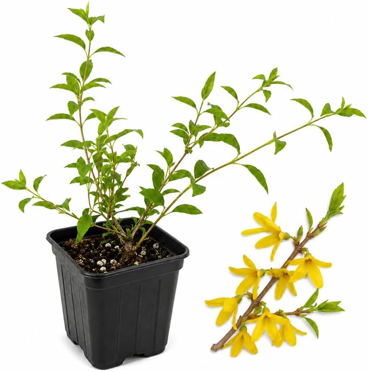 Weeping Forsythia Plant Live in Small Pot, Low Maintenance Perennial Flower, Golden-Yellow Early Spring Flowering Shrub for Fences and Retaining Walls