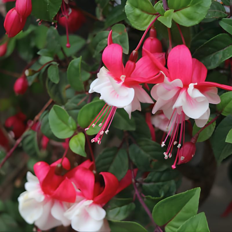 Fuchsia Plants Live, Gold and Red Foliage, 6-12 Inch Tall, Autumnale Variety, Trailing Flowering Plant, Ideal for Hanging Baskets