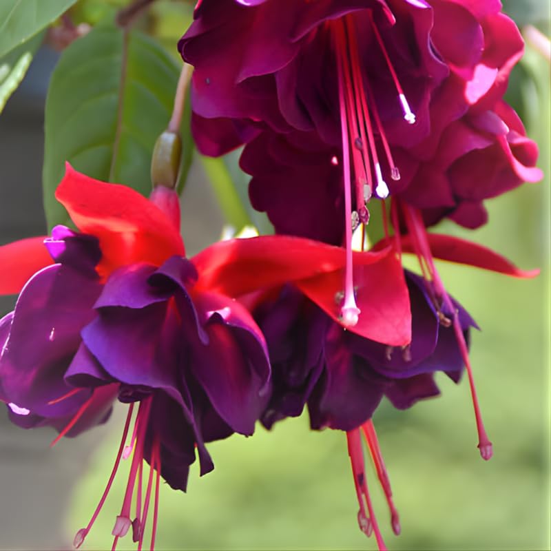 Fuchsia Plants Live, Gold and Red Foliage, 6-12 Inch Tall, Autumnale Variety, Trailing Flowering Plant, Ideal for Hanging Baskets