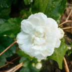 Grand Duke Jasmine Live Plant, Tuscany Jamine Flower, Well-Rooted 5-8" Inch Tall, Intense Scented Flowering Shrub for Indoor and Outdoor Spots