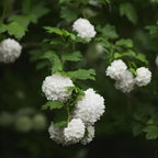 2 Snow Ball Bush Live Plants | Viburnum Live Plant for Gardens | 1–2 Ft Tall Bare Root Plants | Suitable for Yard Growing and Seasonal Flower Display