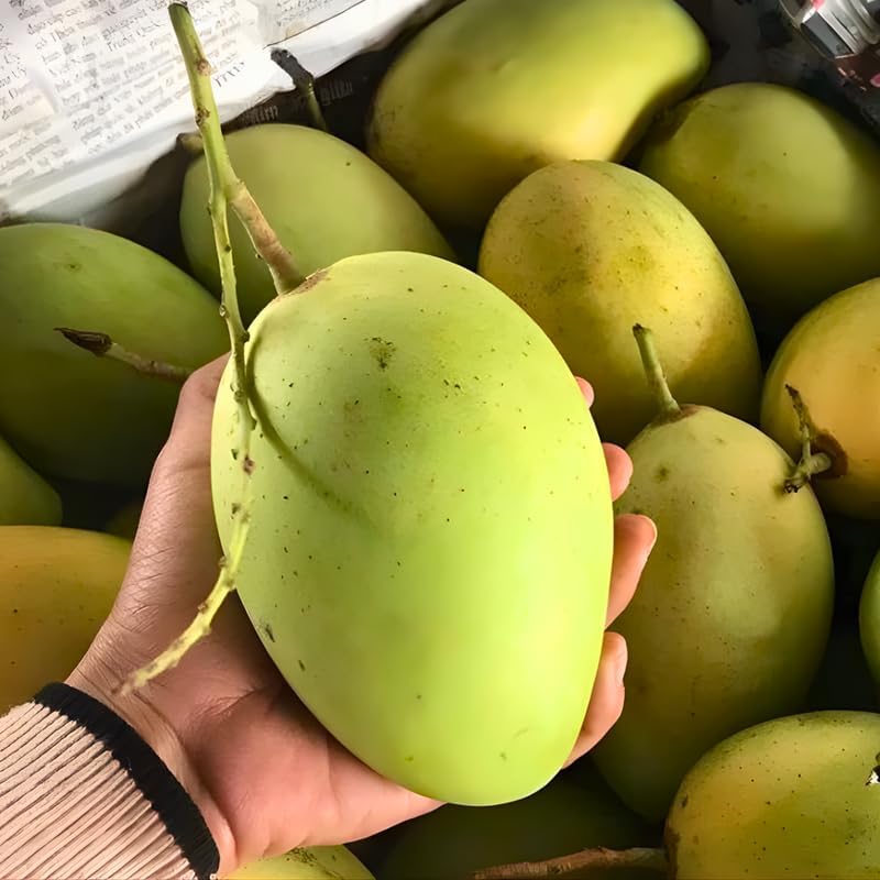 Carrie Mango Trees Live Plants |Sweet Fruit Tree 2.5–3 Ft Tall | Compact Tropical Mango Variety with Rich, Aromatic Fruit | Ideal for Yard, Patio & Warm-Climate Gardens | No Ship CA, HI, AK