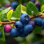 2-Pack Huckleberry Plant, Bare Root Seedlings, 3-4" Rooted Cuttings, Cold-Hardy Native Deciduous Shrub, Well-Rooted Small Starter Plants for Home Garden