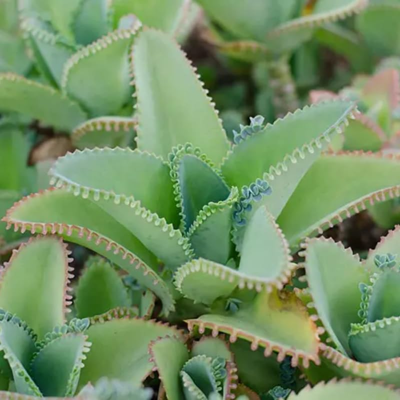 Mother of Thousands Kalanchoe Plants Live in 2" Inch Pot | Easy to Grow| Ideal for Beginners, Collections & Small Spaces