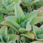 Mother of Thousands Kalanchoe Plants Live in 2" Inch Pot | Easy to Grow| Ideal for Beginners, Collections & Small Spaces