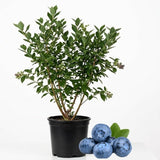 Blueberry Plants Live for Planting - 1 to 2 Feet Tall in 1 Gallon Pot, Fast Growing Blueberries Fruit Trees Live Plants for Patio and Garden (No Ship to CA, HI, AK)