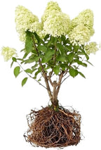 2 Limelight Hydrangea Live Plants | 1-2 Feet Tall Bare Root Seedlings | Paniculata Flowering Shrub for Backyard and Landscape | Well-Rooted