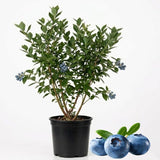 Brightwell Blueberry Plant Live for Planting, 2 Gallon Pot Blueberry Bush, Fast Growing Fruit Trees Live Plants for Patio and Garden (No Ship to CA, HI, AK)
