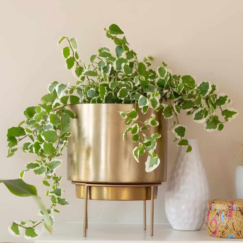 Glacier English Ivy Indoor Plant in 4” Inch Pot | Hardy Variegated English Ivy Live Plant for Home & Office Greenery | Low-Maintenance Glacier Ivy Houseplant for Desks, Windowsills & Hanging Displays