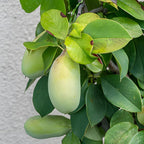 Pawpaw Tree Live Plant for Planting, Well-Rooted 12-18" in Quart Pot, Low Maintenance Tropical-Style Fruit Tree for Sunny Outdoor Spots