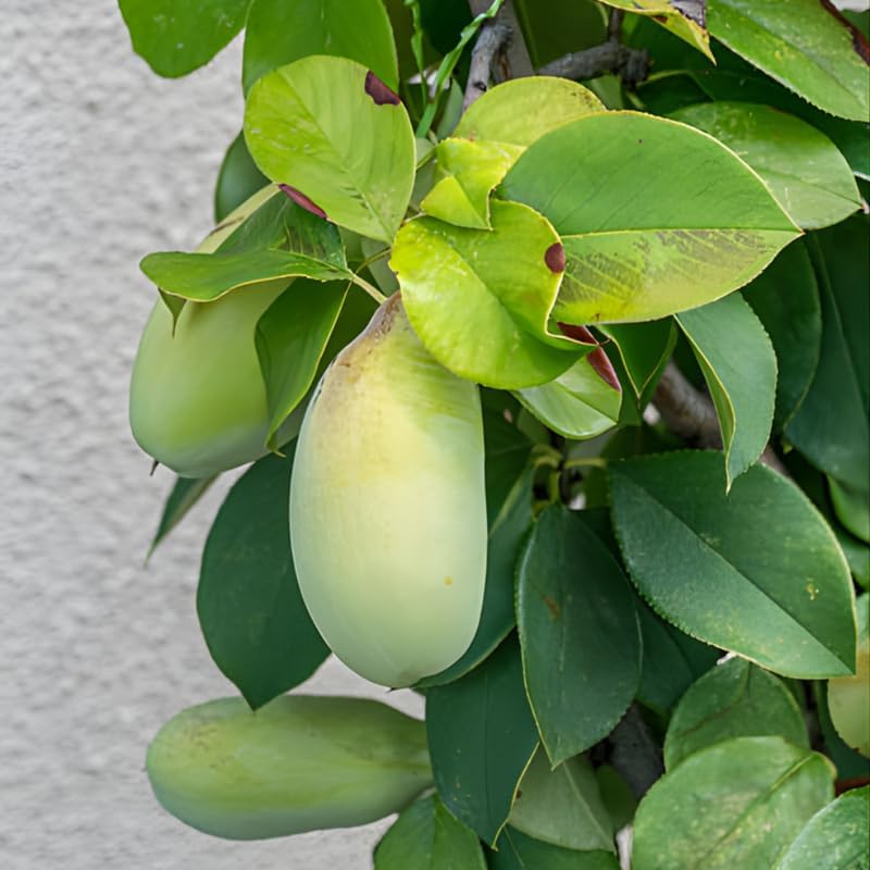 Pawpaw Tree Live Plant for Planting, Well-Rooted 12-18" in Quart Pot, Low Maintenance Tropical-Style Fruit Tree for Sunny Outdoor Spots