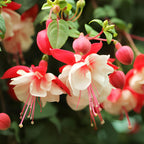 Fuchsia Plants Live, Gold and Red Foliage, 6-12 Inch Tall, Autumnale Variety, Trailing Flowering Plant, Ideal for Hanging Baskets