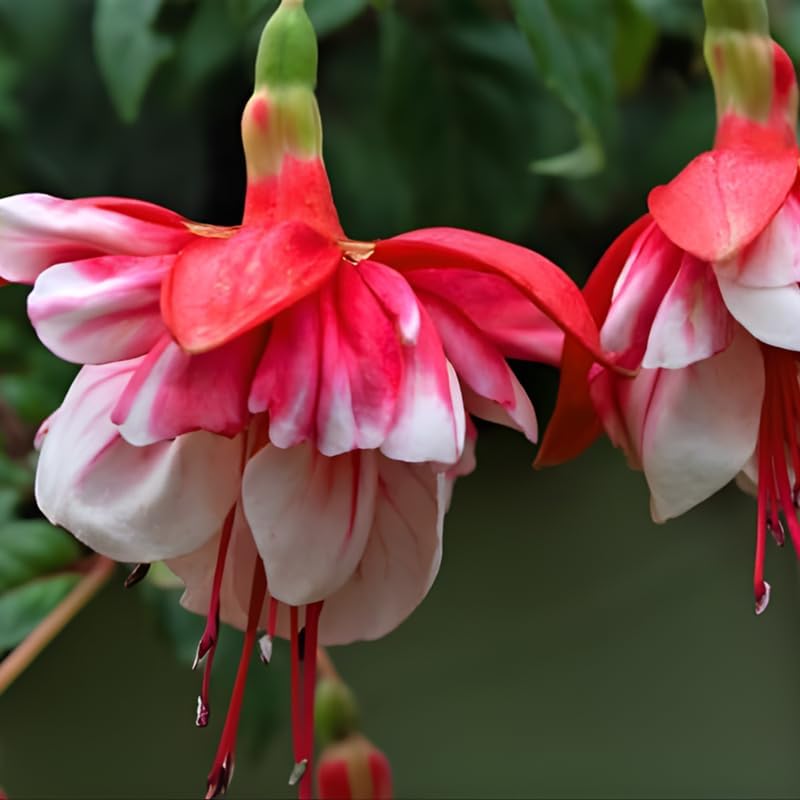 Fuchsia Plants Live, Double Red Fuchsia, 6-12 Inch Tall, Marinka Variety, Fast Growing Deciduous Flowering Shrub, Well-Rooted Plant
