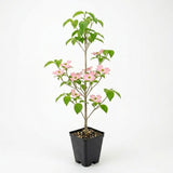 Pink Flowering Dogwood Tree Live Plant, 6-12 Inch Tall in 2.5 Inch Pot, Rosy Spring Blooming Ornamental Tree