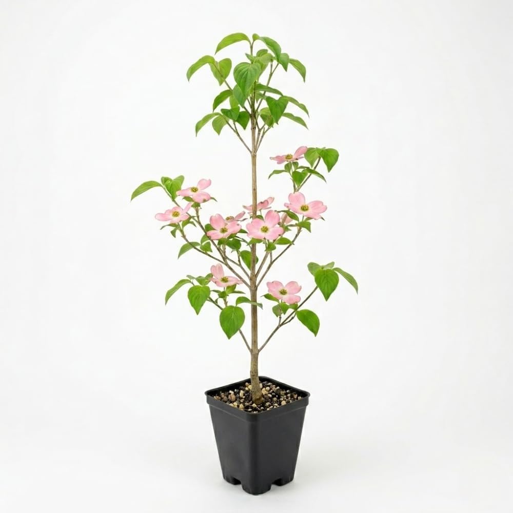Pink Flowering Dogwood Tree Live Plant, 6-12 Inch Tall in 2.5 Inch Pot, Rosy Spring Blooming Ornamental Tree