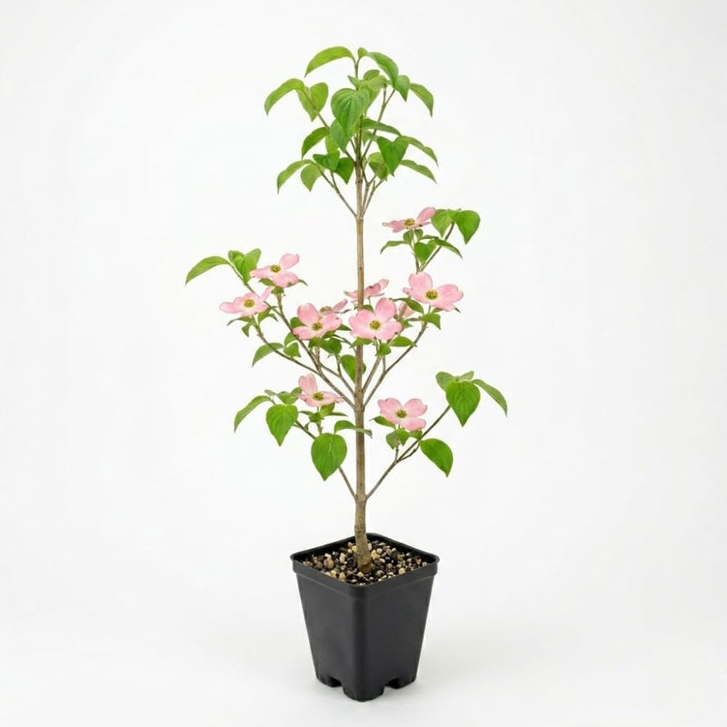 Pink Flowering Dogwood Tree Live Plant, 6-12 Inch Tall in 2.5 Inch Pot, Rosy Spring Blooming Ornamental Tree