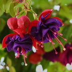2 Fuchsia Plants Live, Dark Blue & Red Fuchsia, 6-12 Inch Tall, Blue Eye Variety, Trailing Flowering Plant, Ideal for Hanging Baskets