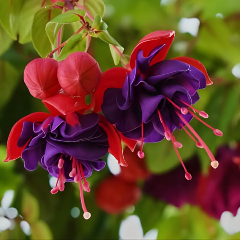 2 Fuchsia Plants Live, Gold and Red Foliage, 6-12 Inch Tall, Autumnale Variety, Trailing Flowering Plant, Ideal for Hanging Baskets