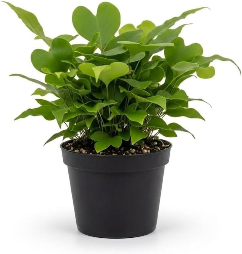 Heart Ferns Live Plant, 4 Inch Tall, Low Maintenance Houseplant, Easy Care Live Ferns for Outdoor and Indoor Use, Ideal for Home and Garden