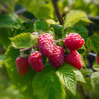 2 Red Raspberries Plants, 7 Inch Bare Root Seedling, Low Maintenance Fruit Bearing Shrub, Robust Well-Rooted Starter Shrub