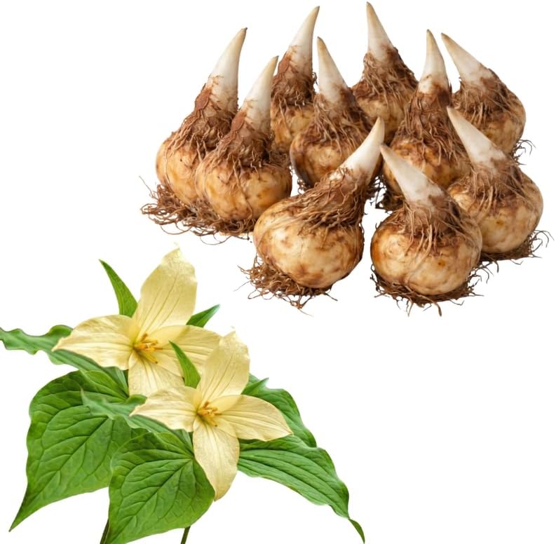 10 Yellow Trillium for Planting, Trillium Luteum Wildflower, Easy Care Perennial Flower Bulbs for Shade Gardens