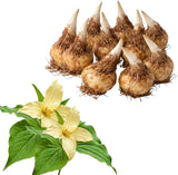 10 Yellow Trillium for Planting, Trillium Luteum Wildflower, Easy Care Perennial Flower Bulbs for Shade Gardens