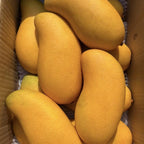 Mallika Mango Trees Live Plants |Sweet Fruit Tree 2.5–3 Ft Tall | Compact Tropical Mango Variety with Rich, Aromatic Fruit | Ideal for Yard, Patio & Warm-Climate Gardens | No Ship CA, HI, AK