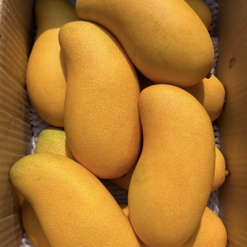 Mallika Mango Trees Live Plants |Sweet Fruit Tree 2.5–3 Ft Tall | Compact Tropical Mango Variety with Rich, Aromatic Fruit | Ideal for Yard, Patio & Warm-Climate Gardens | No Ship CA, HI, AK