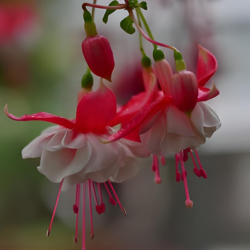Fuchsia Plants Live, Double Red Fuchsia, 6-12 Inch Tall, Marinka Variety, Fast Growing Deciduous Flowering Shrub, Well-Rooted Plant