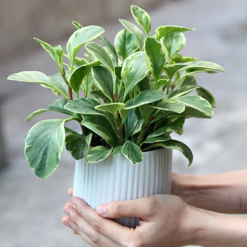 Peperomia Obtusifolia Variegated Live Plant | Baby Rubber Plant in 4'' Inch Pot | Easy-Care Peperomia Live Indoor Houseplant | Attractive Variegated Rubber Plant for Home & Office Décor